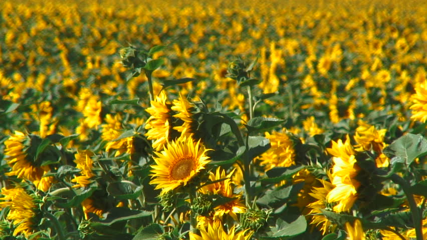 static shot", stationary View From Sunflower Farm, San Fernando