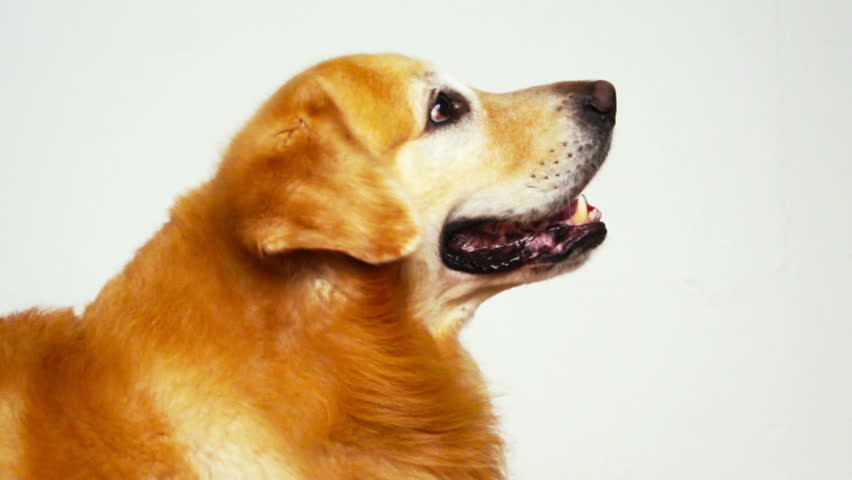 Golden Retriever on white 
