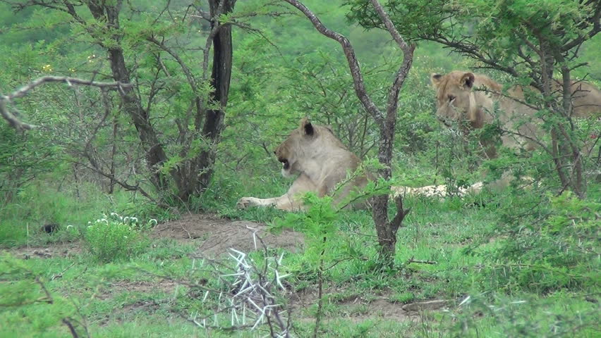 Injured lion wags his tail