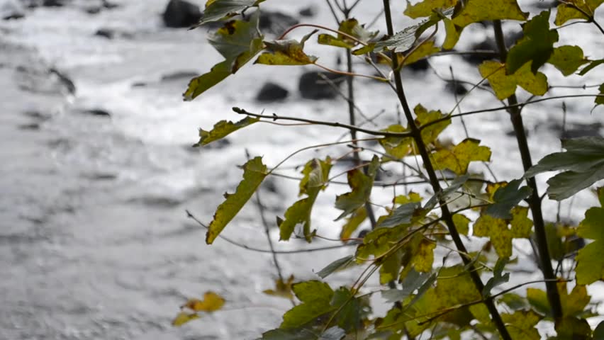 Header of Acer pseudoplatanus