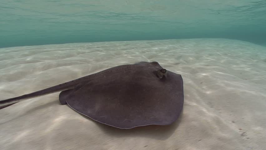 a sting ray