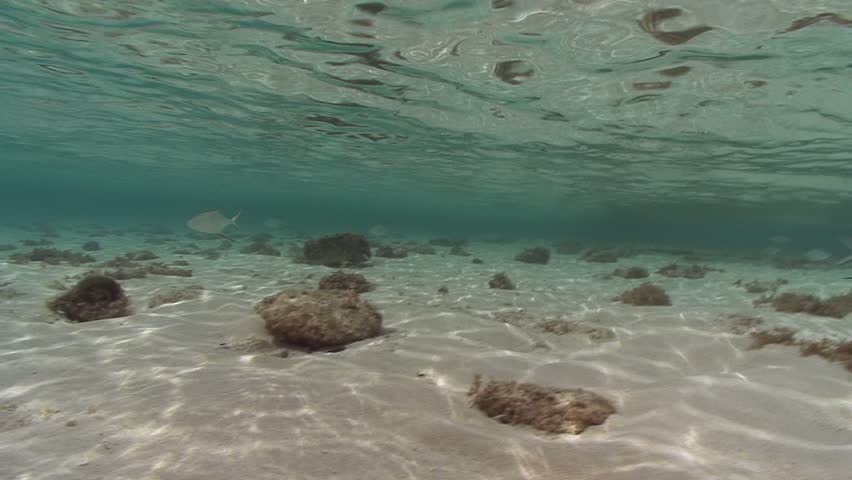a sting ray