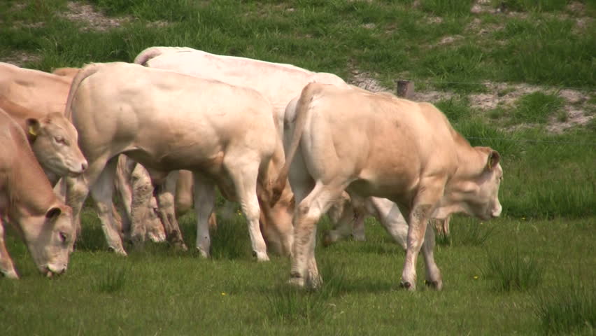 Young cattle grazing 