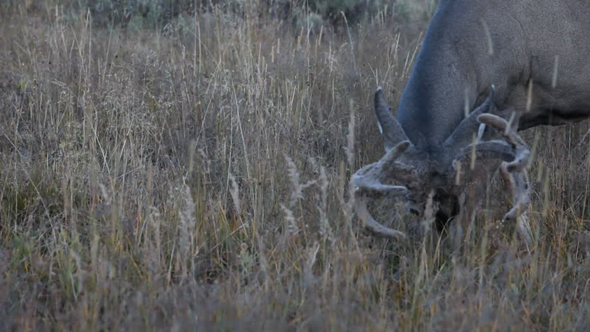 Mule Deer with velvet fur covered antlers in Wyoming. Eating grass and brush during the autumn. Large antler horns showing a mature set of horns. Wildlife in nature. 