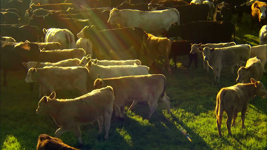 Cattle and cowboys in corral