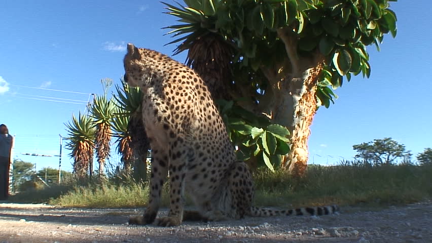 KHORIXAS, NAMIBIA - MAY 10, 2006:  A cheetah gazes at a visitor at Etosha National Park