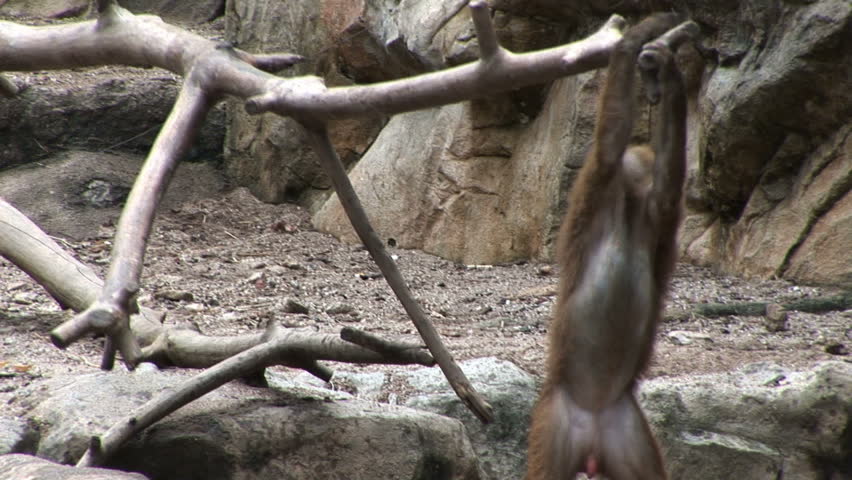 Monkeys playing