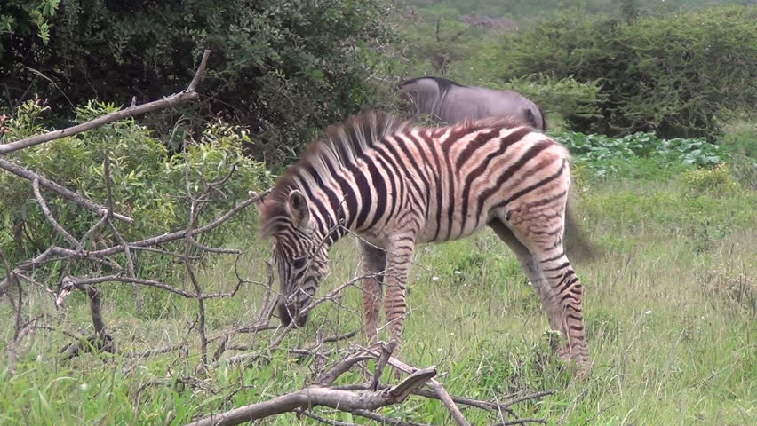 Zebra foal nibbling on twigs 