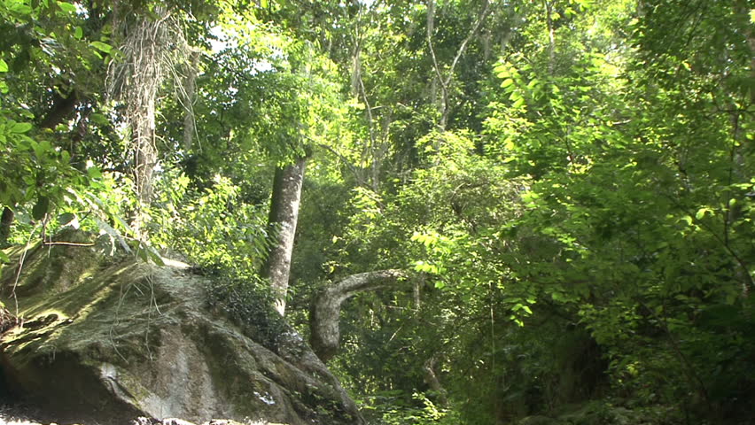 Small waterfall in the tropical rain forest