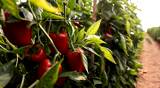 organic greenhouse food agriculture red sweet pepper
