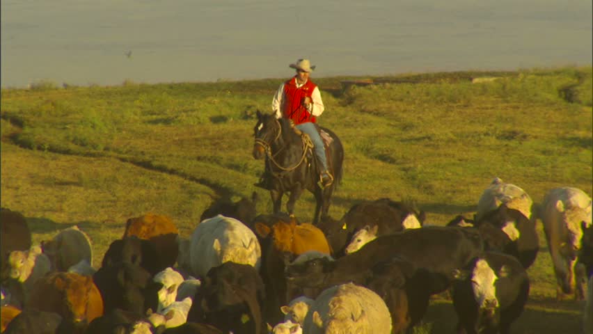 WAIMEA, HAWAII - CIRCA 2008: Paniolos (Hawaiian Cowboys) Herding Cattle in the Early Morning
