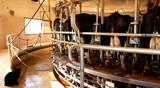 Milking Cows in the farm Cow Milk dairy barn cowshed