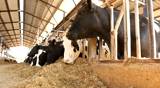 Milking Cows in the farm Cow Milk dairy barn cowshed