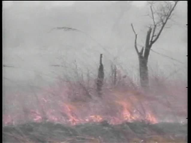 Cows climbing over barbed wire fence to escape fire