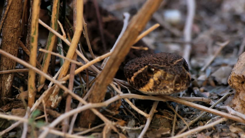 Rattlesnake head, close-up, flicks tongue as it slithers across rocks, branches. 1080p