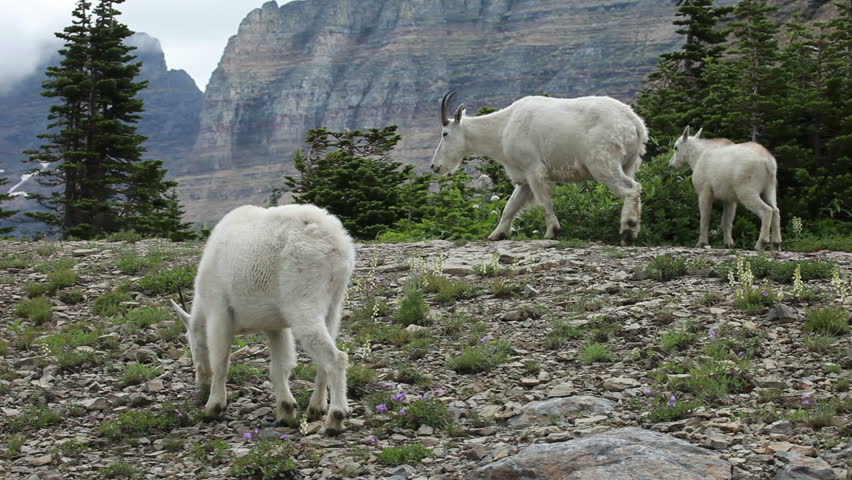 Mountain Goat family walk and stand on high forest meadow and rocky ledge with the rest of his family. Rocky Mountains in Montana. Glacier National Park. 