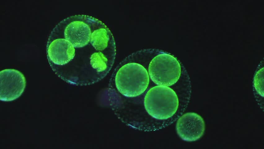 Volvox aureus - daughter colonies grow within main colony