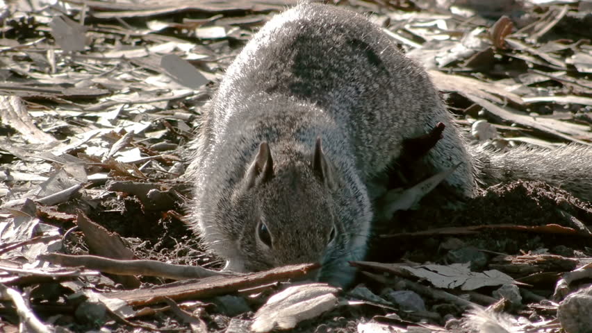 Squirrel Hiding Food 