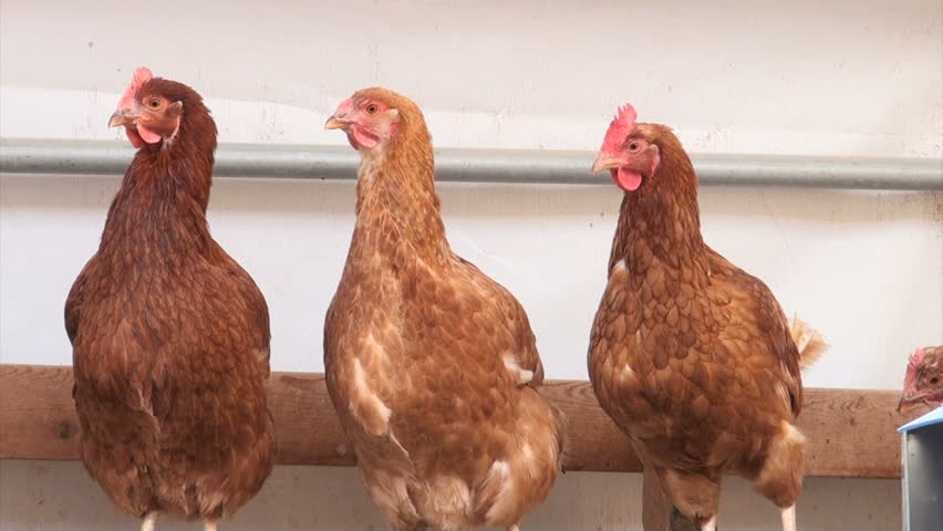 Free-Range chickens laying eggs inside of a brooder house on a farm in Illinois