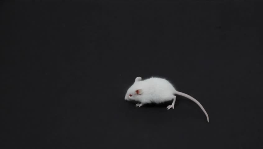 Mice fighting