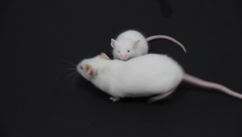 Two mice