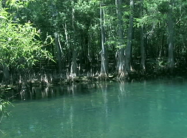 The first-magnitude spring boil at Manatee Springs State Park in Chiefland, Florida.