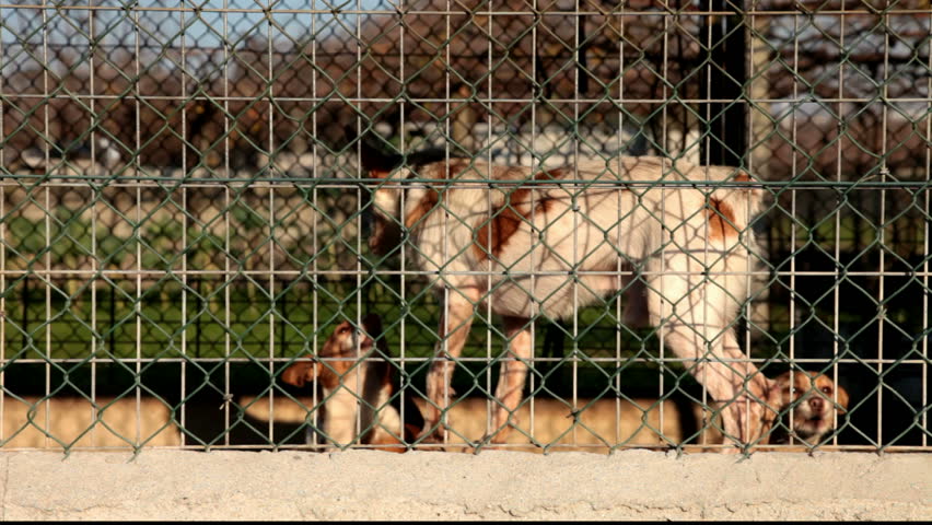 Aggressive dogs locked and tied in a kennel 