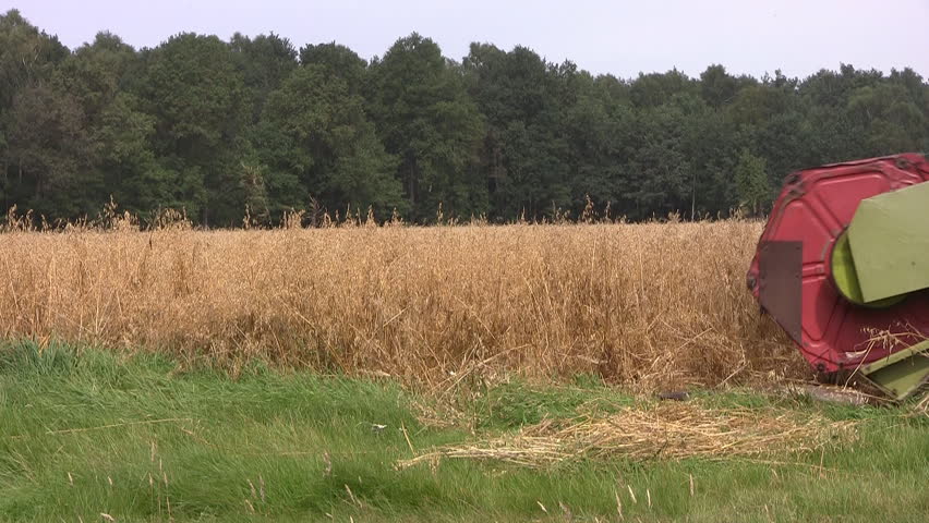 Close-up of combine transferring freshly harvested wheat to tractor-trailer for transport