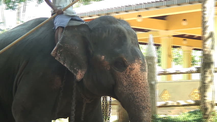 PINNEWALA, SRI LANKA - NOVEMBER 26, 2006: Riding Elephants, Pinnewala Sri Lanka