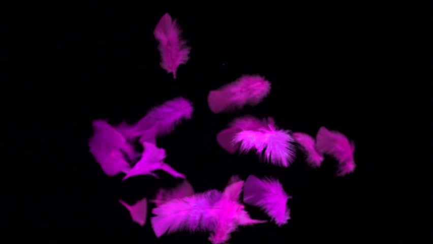Feathers float in air with pink hues