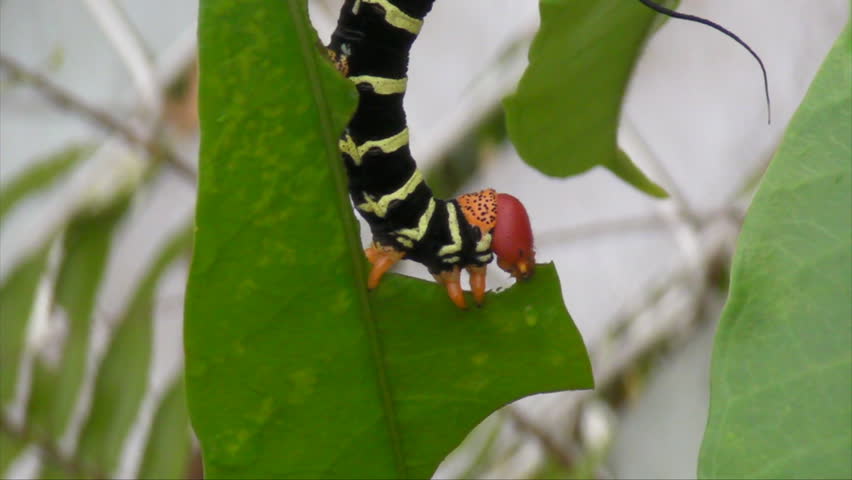 Colorful Caterpillar Eating Green Leaf