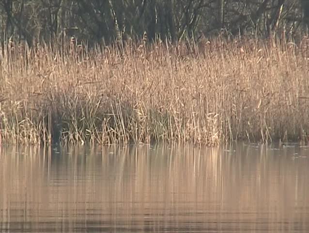 Swan Swimming.