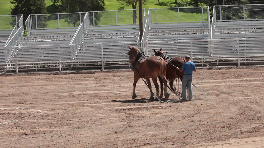 MANTI, UTAH - AUG 27: Draft Horse warmup before pulling competition at local county fair on August 27, 2011 in Manti Utah. 