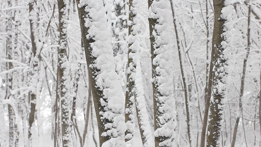 Trees in the snow in the forest in winter