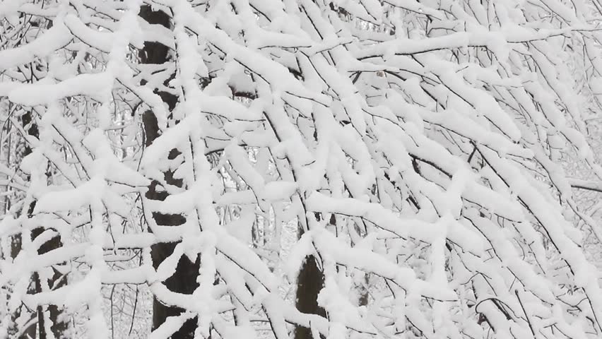 Trees in the snow in the forest in winter