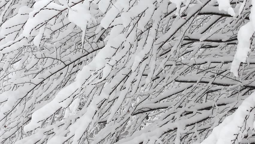 Trees in the snow in the forest in winter