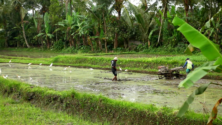 BALI, INDONESIA - FEBRUARY 11, 2011 Men work hard on a rice fields, paddy fields