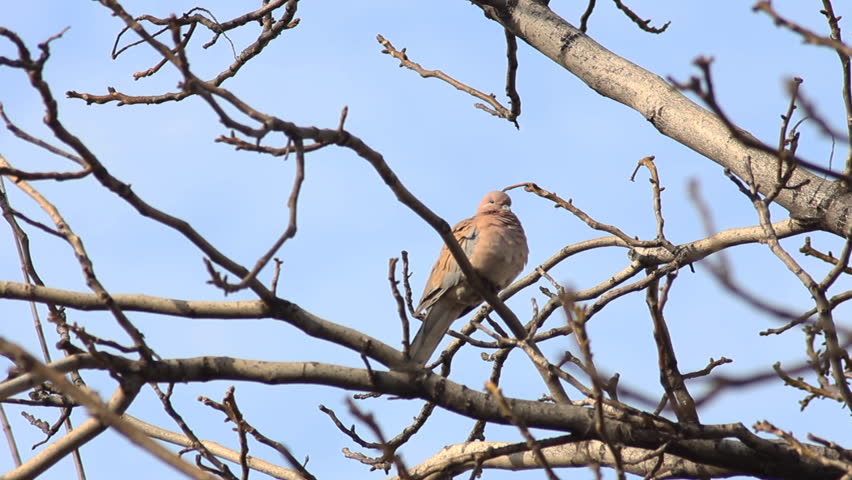 wild dove on the branch of a tree