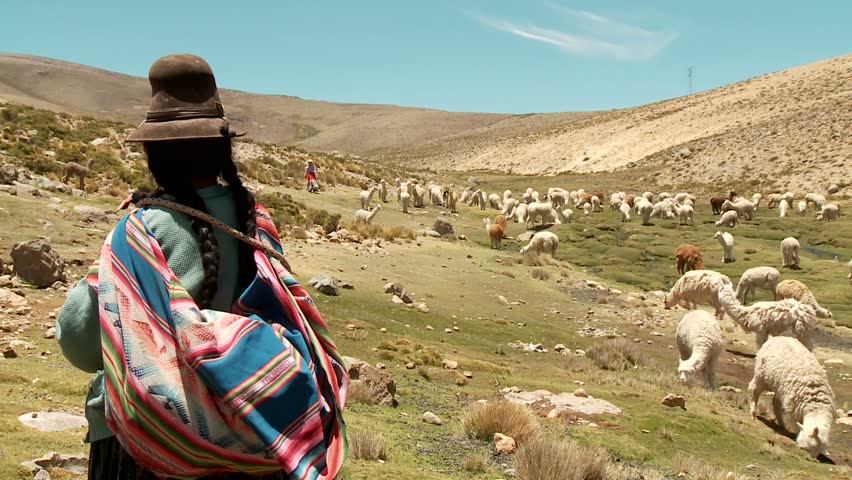Farmer spinning yarn while sheep graze