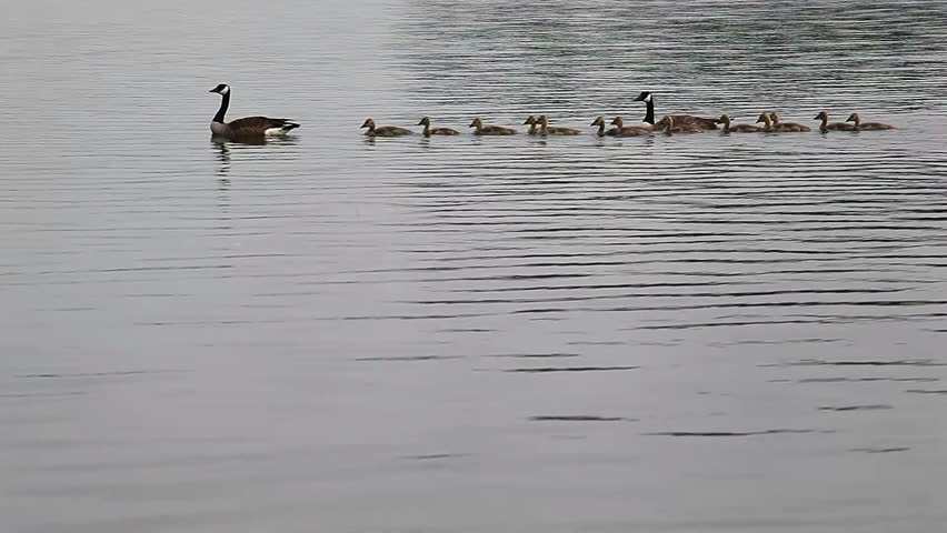 Ma and Pa and twelve baby goslings swimming - HD - 1920x1080