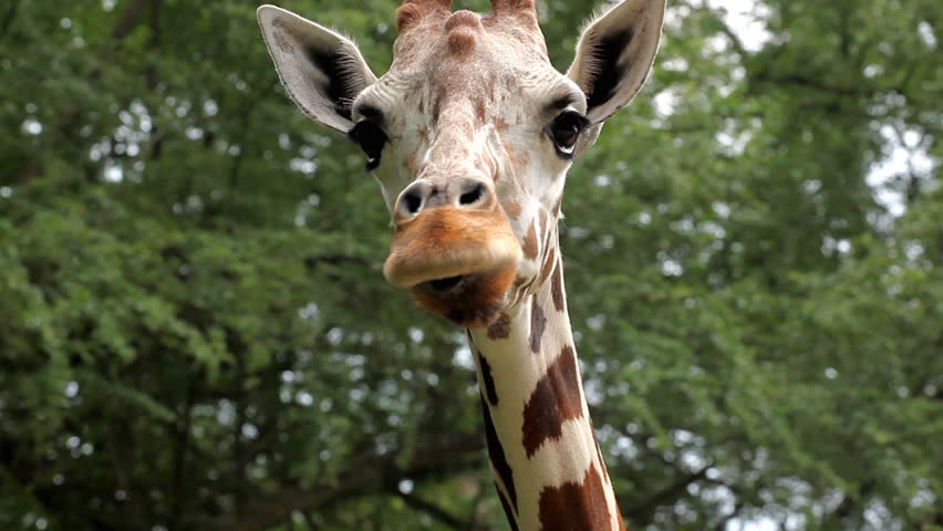 Beautiful Giraffe Close-Up, Giraffa Camelopardalis, The Tallest Animal, African