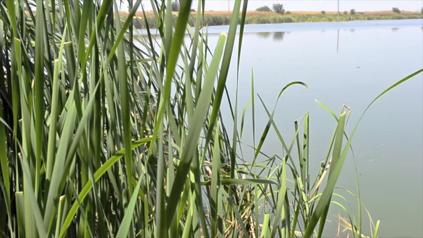 Reeds and ripples on the surface of the lake