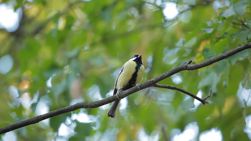 Beautiful Great Tit, Parus Major in Nature, Forest