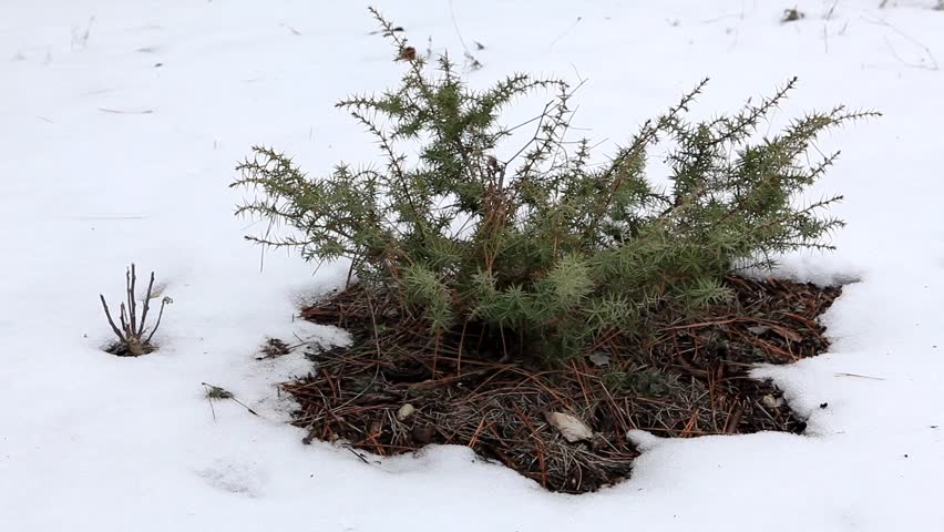 Juniper in winter on the mountain (Juniperus communis) 