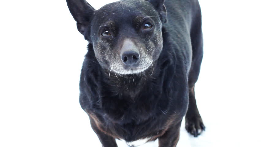black dog on a white background