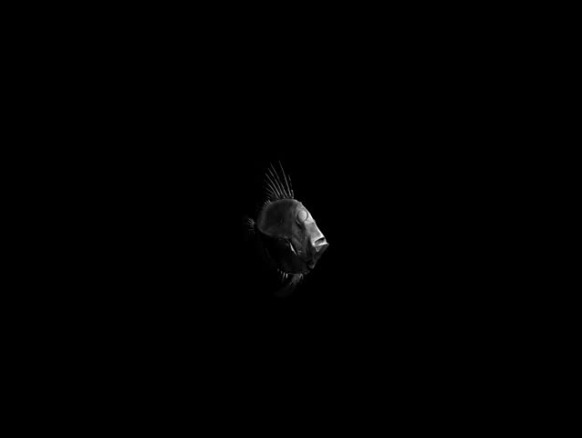 sea fish - diablo