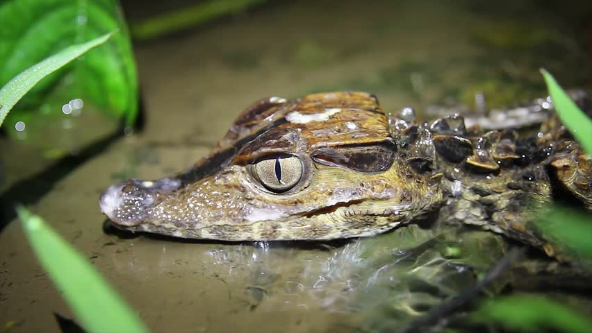 A baby Smooth-fronted Caiman in a stream in the Peruvian Amazon