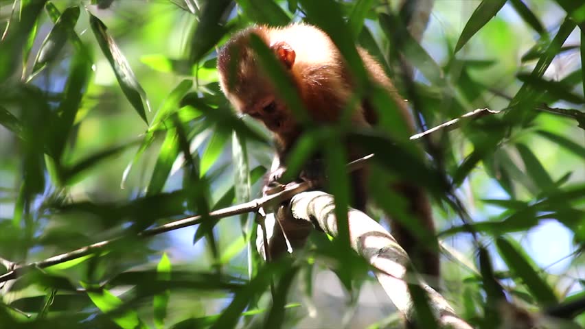A cute and inquisitive WILD Brown Capuchin (Cebus apella) breaks open bamboo looking for food in the Peruvian Amazon