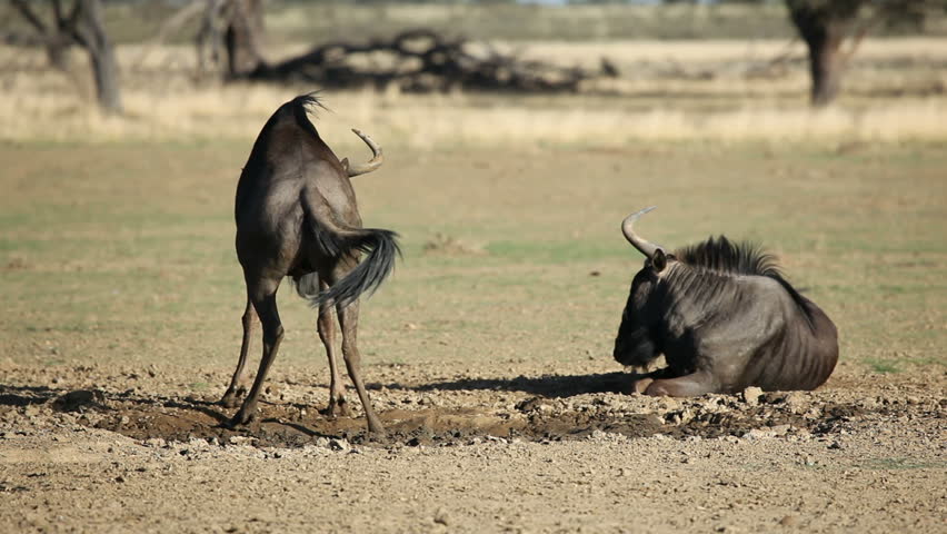 Blue wildebeest (Connochaetes taurinus) playing in the mud, Kalahari desert, South Africa