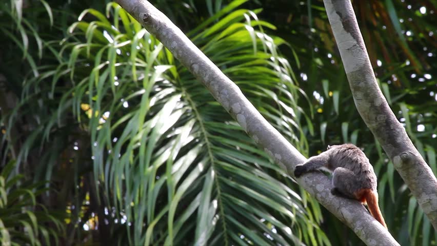 An Emperor Tamarin (Saguinus imperator) runs along a branch in the Peruvian Amazon